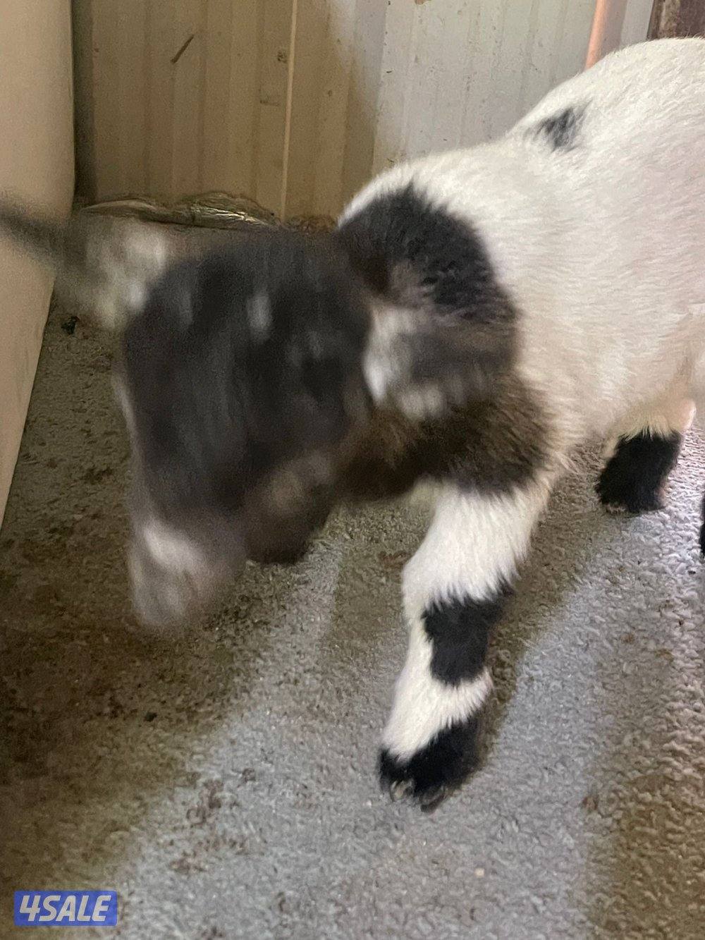 للبيع تيس جيكي العمر اقل من سبوع8