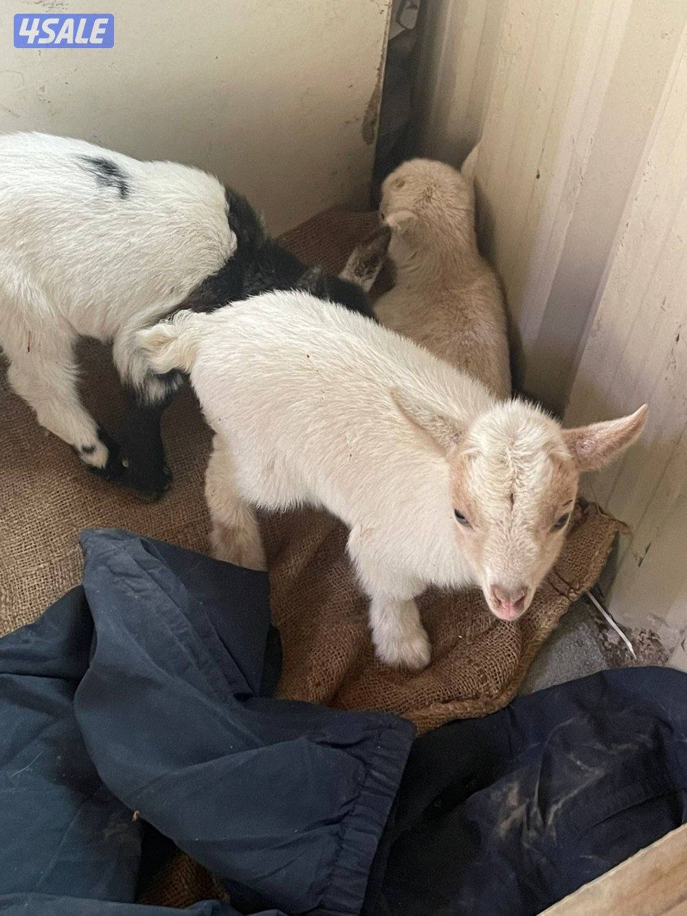 للبيع تيس جيكي العمر اقل من سبوع9