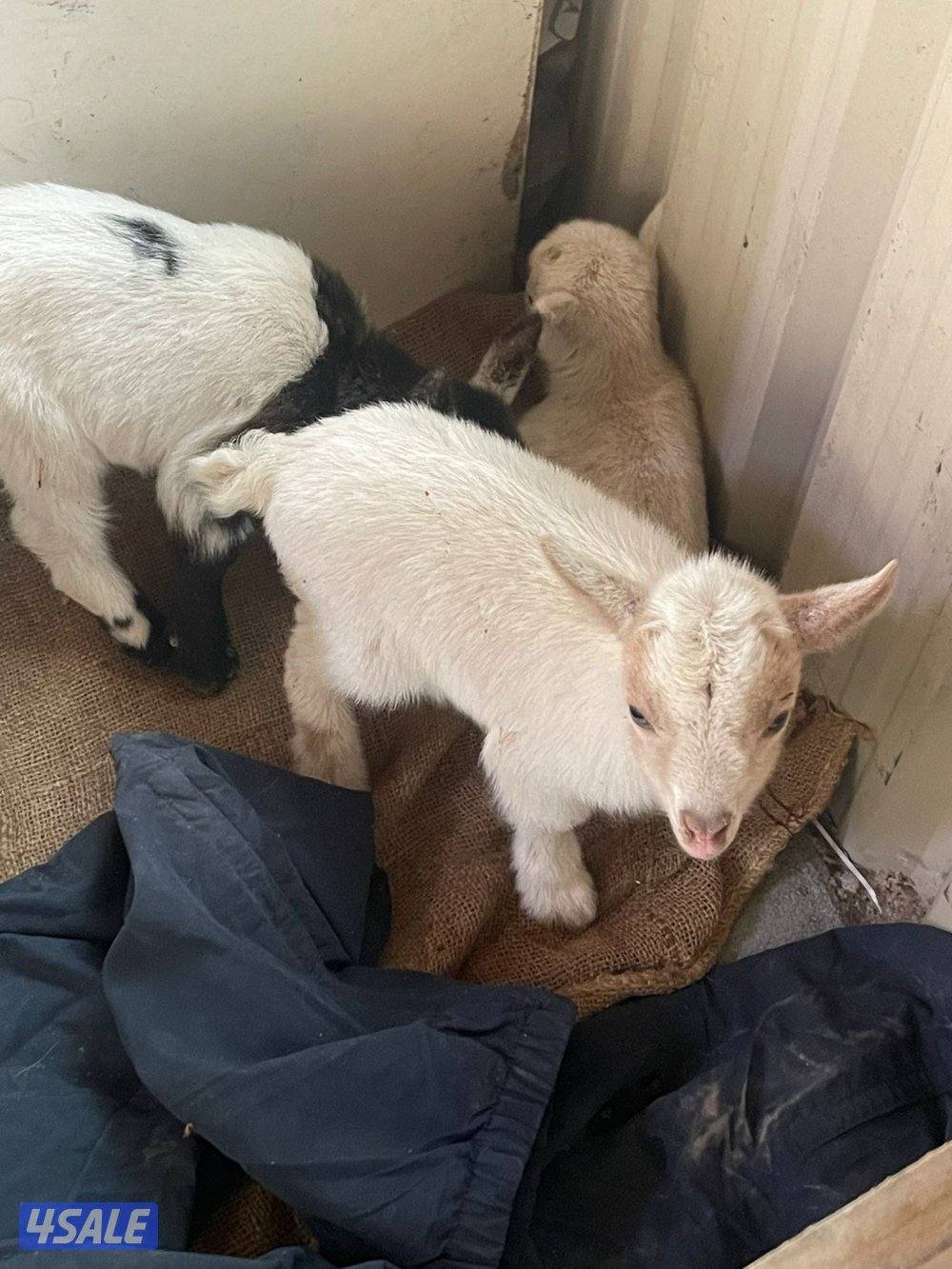 للبيع تيس جيكي العمر اقل من سبوع10