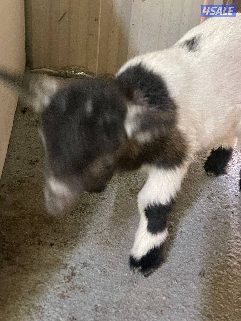 للبيع تيس جيكي العمر اقل من سبوع12