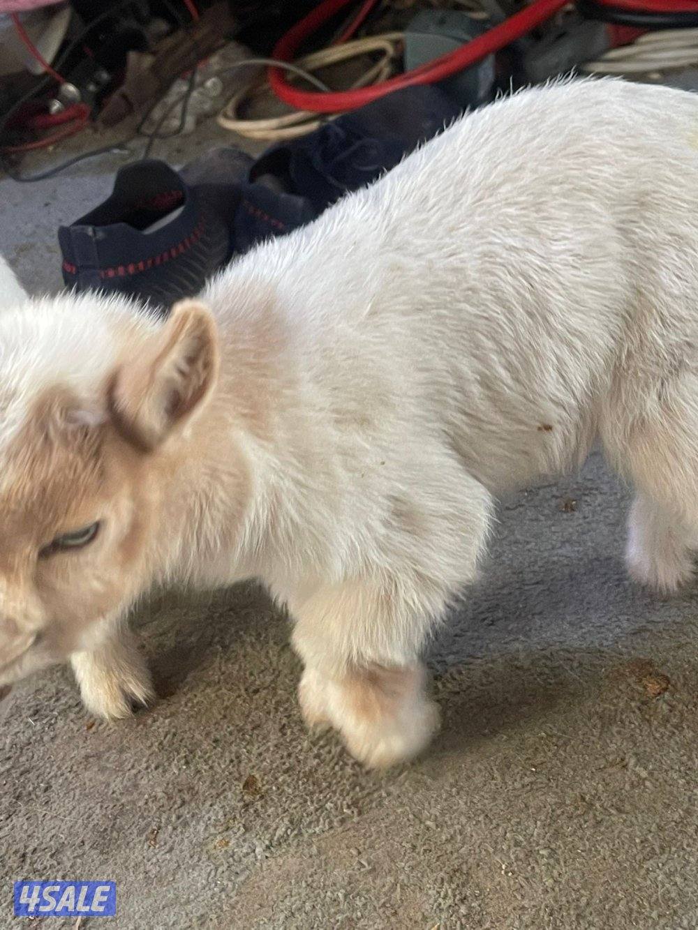 للبيع تيس جيكي العمر اقل من سبوع11