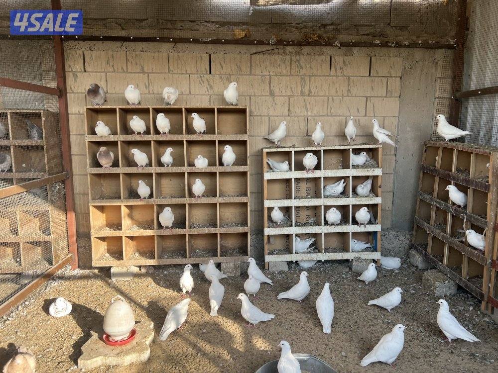 حمام فرنسي قديم الوزان مكان جواخير الوفره عدد تقريبا ٦٠ طير0