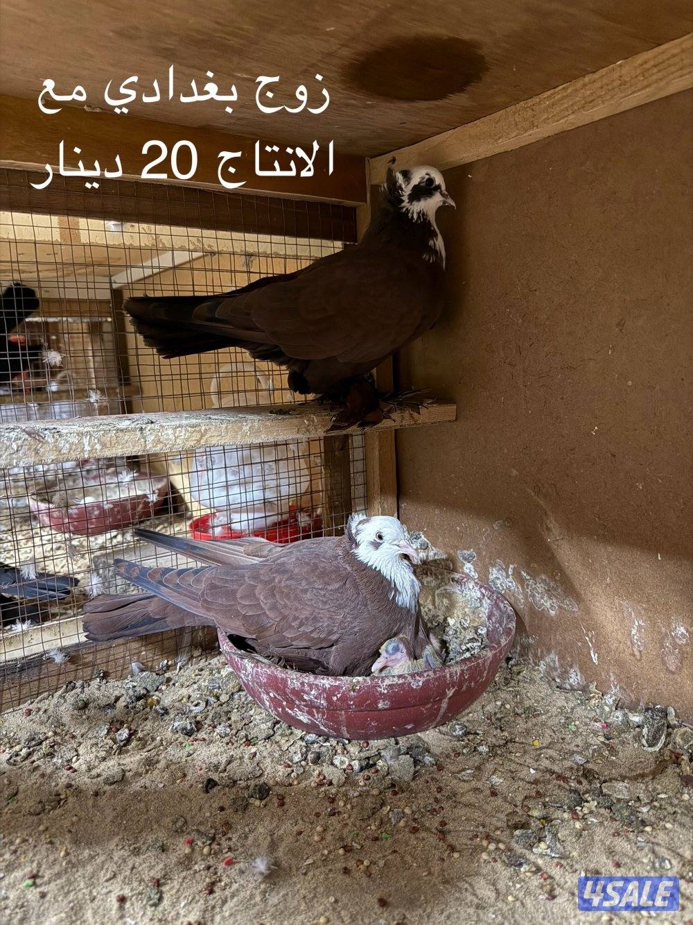 ياكريم - بغدادي - لاحم0