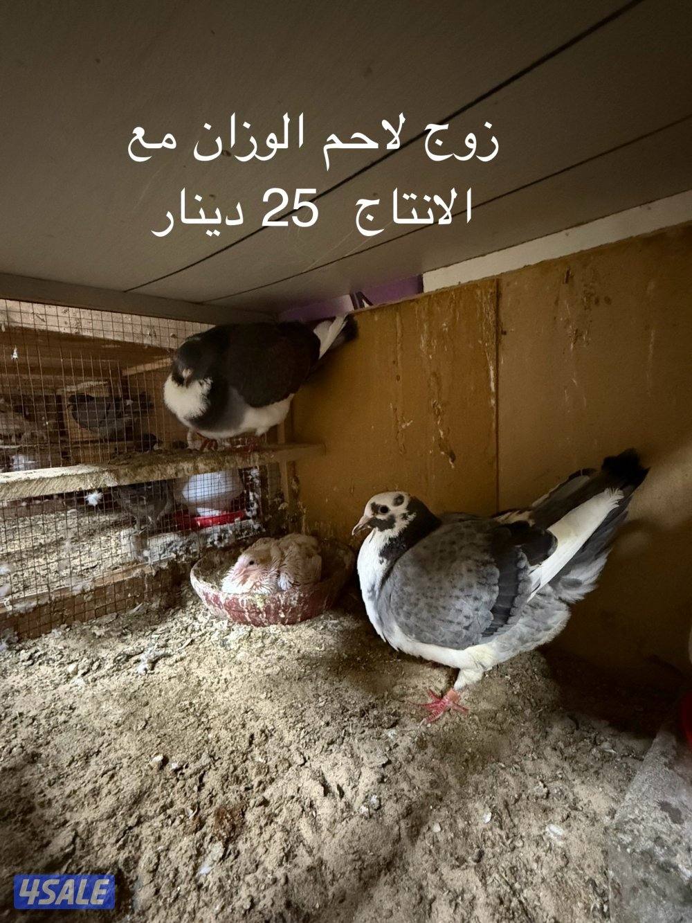 ياكريم - بغدادي - لاحم1