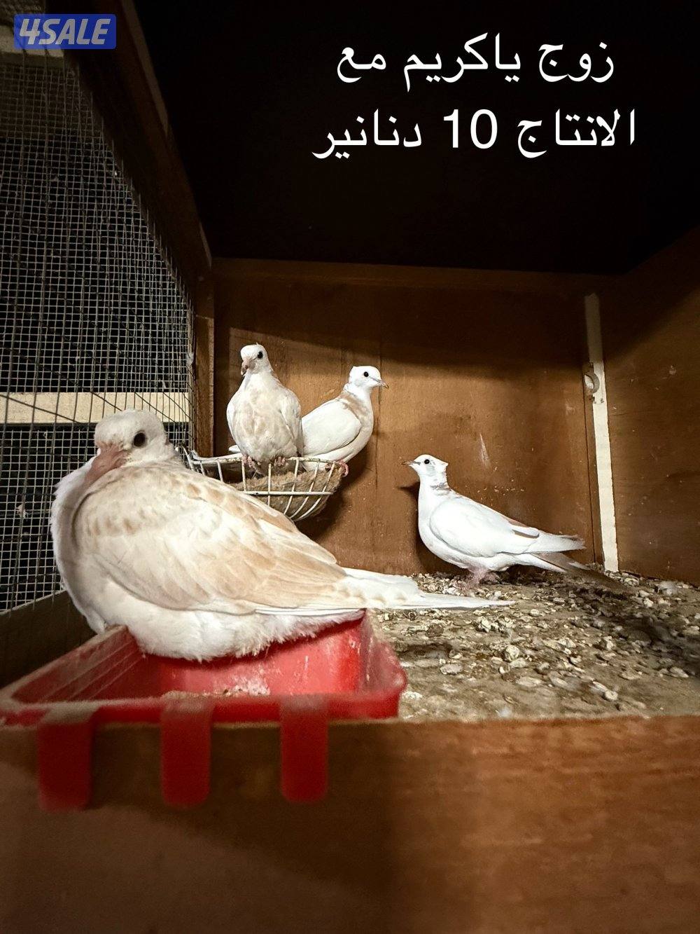 ياكريم - بغدادي - لاحم2