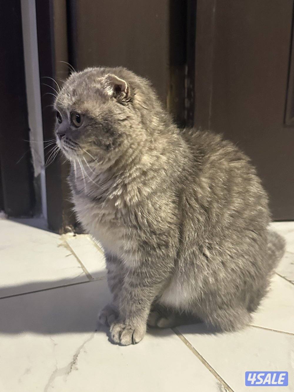 العمر 9 شهور نثيه0