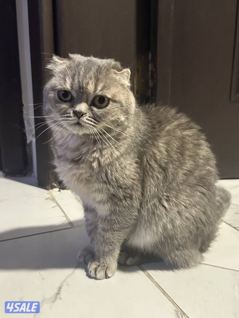 العمر 9 شهور نثيه2