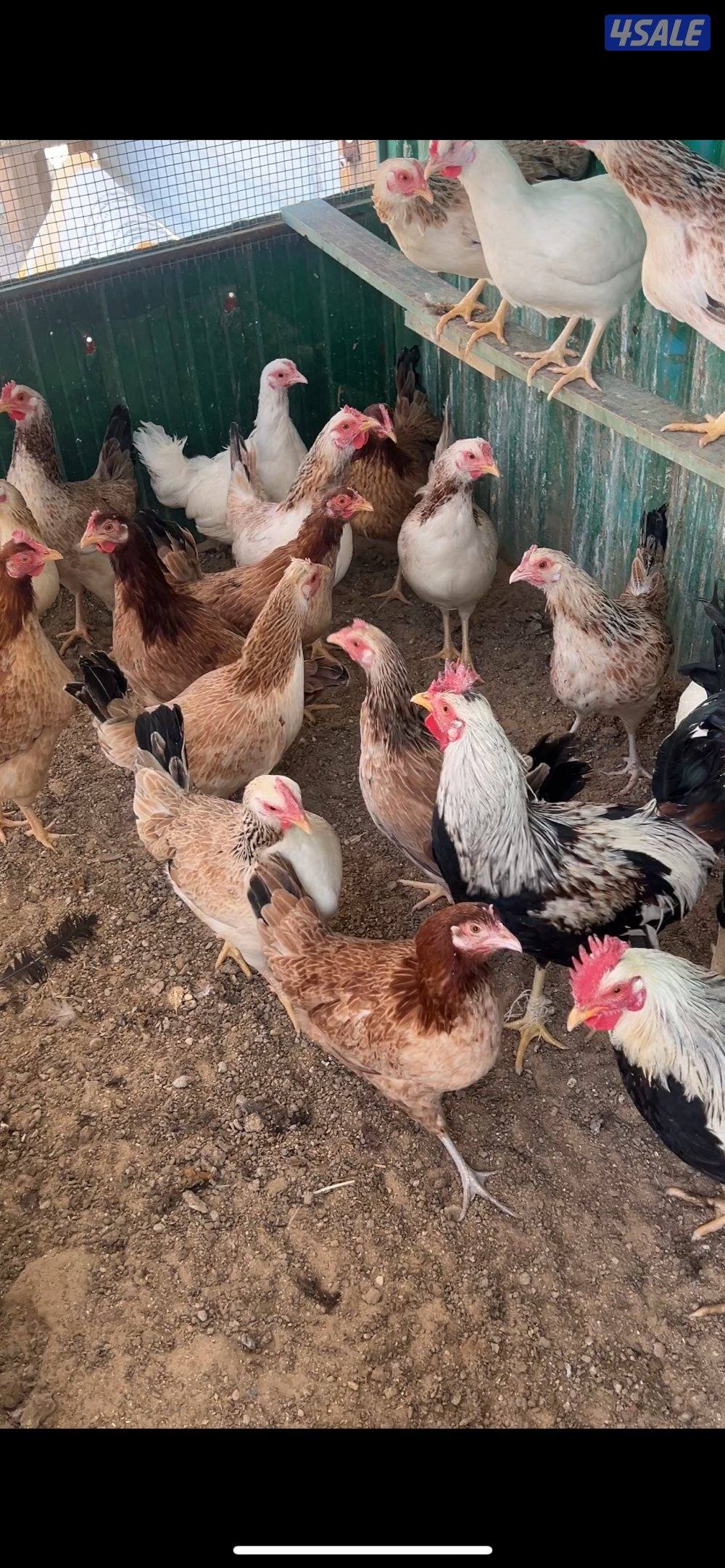 للبيع مجاميع دندراوي أحجام 💙💙💙0