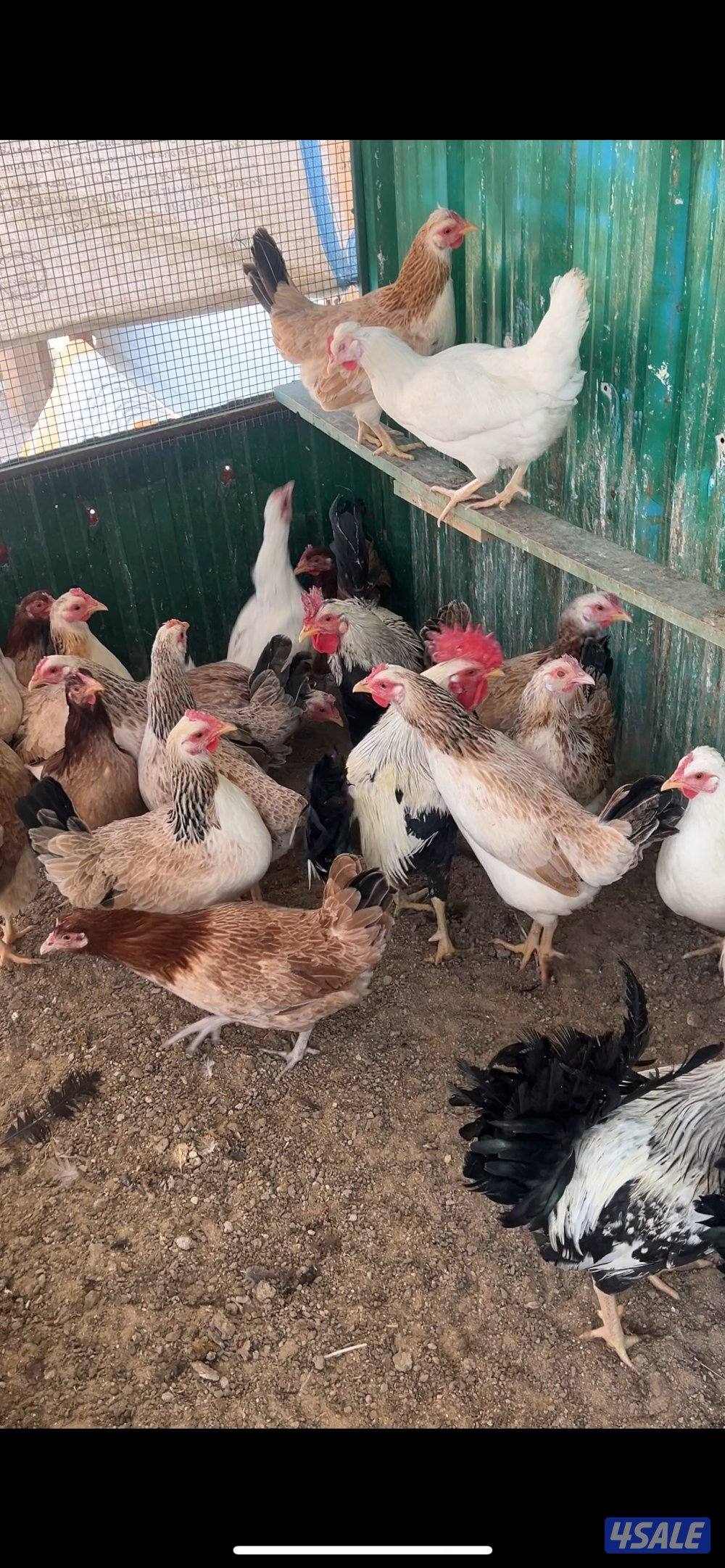 للبيع مجاميع دندراوي أحجام 💙💙💙1