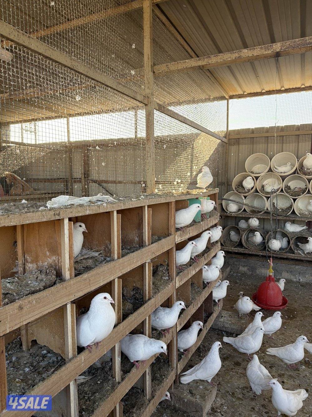 حمام لاحم فرنسي XL0