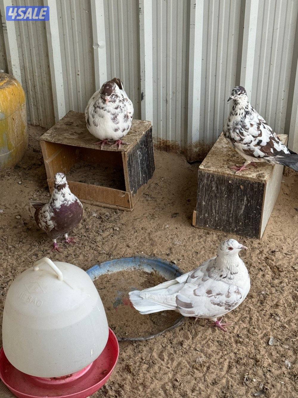 ٤ ازواج لاحم xxxl احجام فاخره جدا0