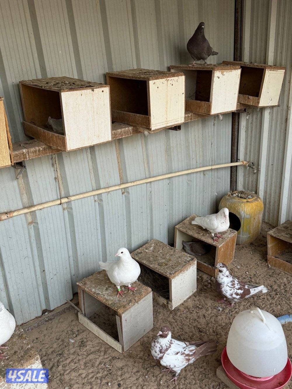 ٤ ازواج لاحم xxxl احجام فاخره جدا1