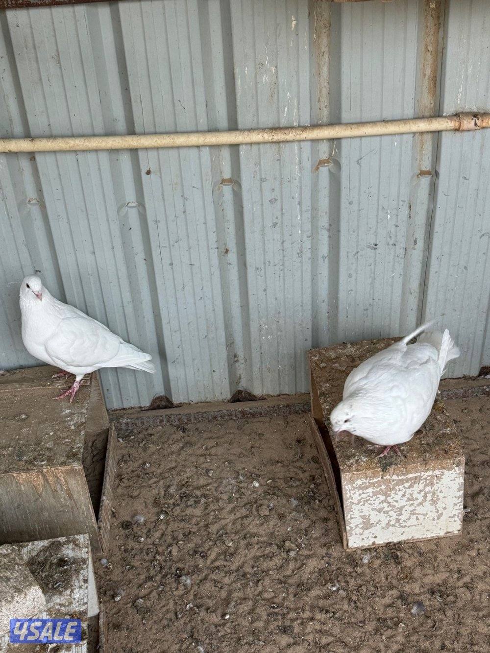 ٤ ازواج لاحم xxxl احجام فاخره جدا2