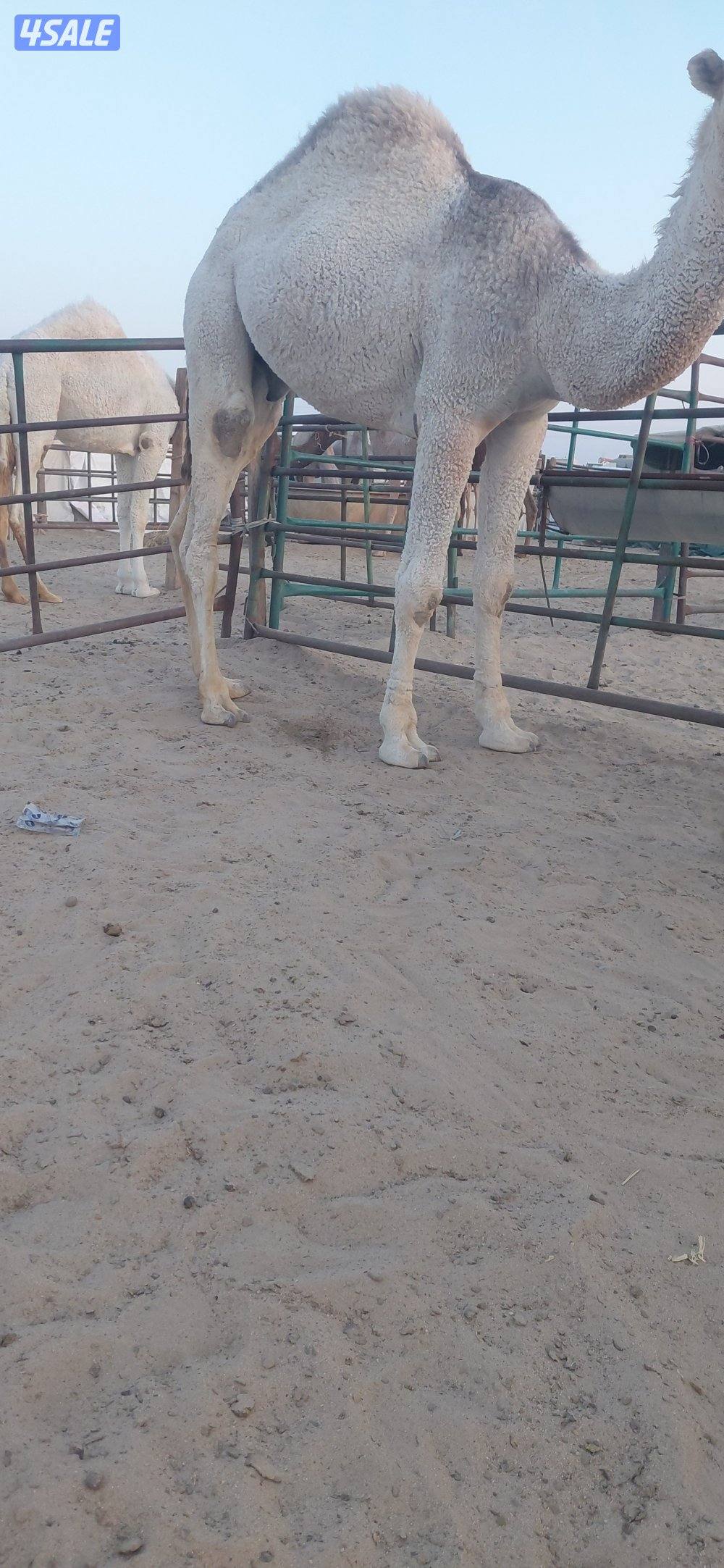 للبيع قعدان محليه فاخره يوجد خدمه توصيل جميع مناطق الكويت0