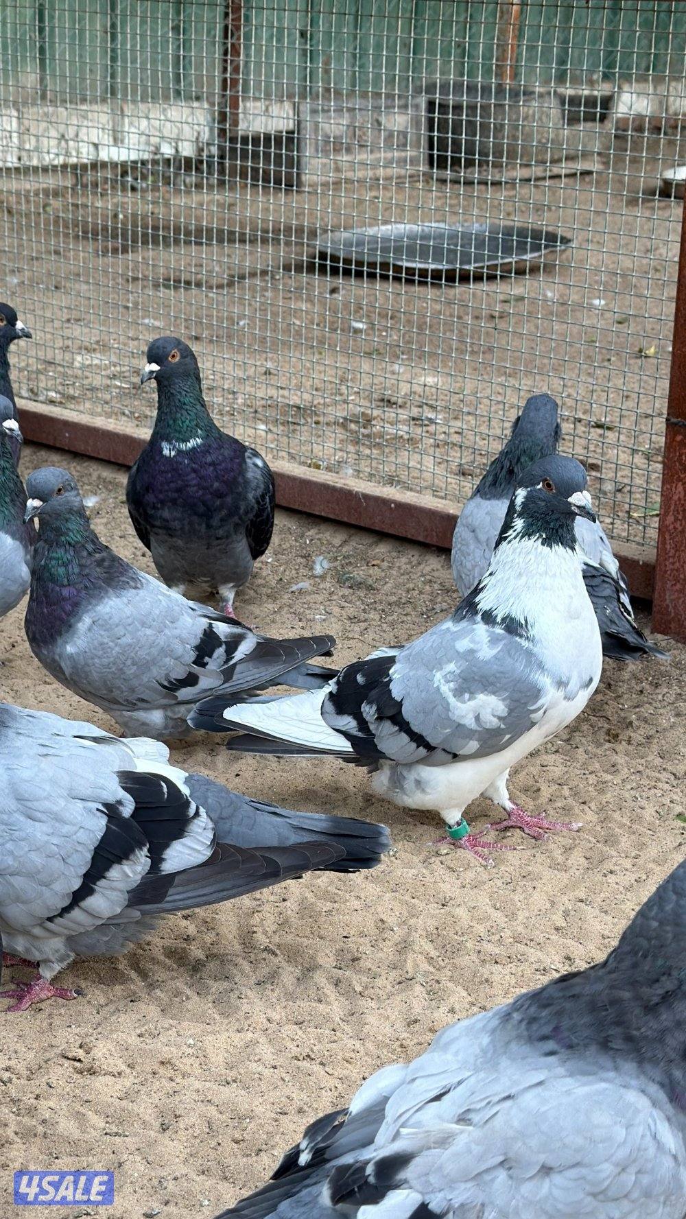 للبيع حمام احجام كبيره جدا 24 زوج0