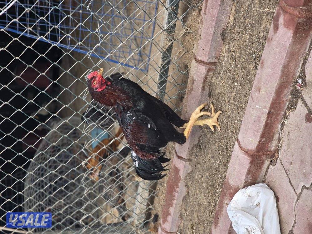 للبيع دجاج هندي مكس تايلندي0