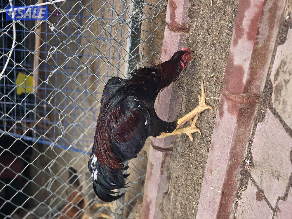 للبيع دجاج هندي مكس تايلندي1