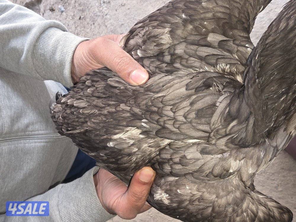 للبيع دجاج هندي مكس تايلندي2