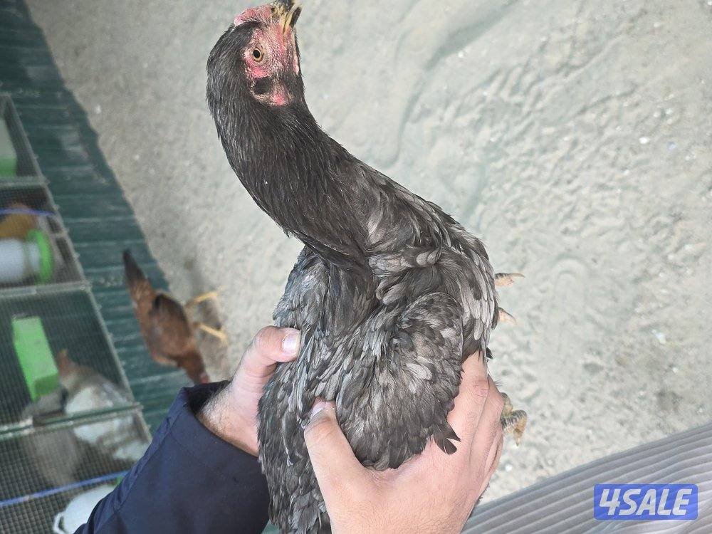 للبيع دجاج هندي مكس تايلندي3