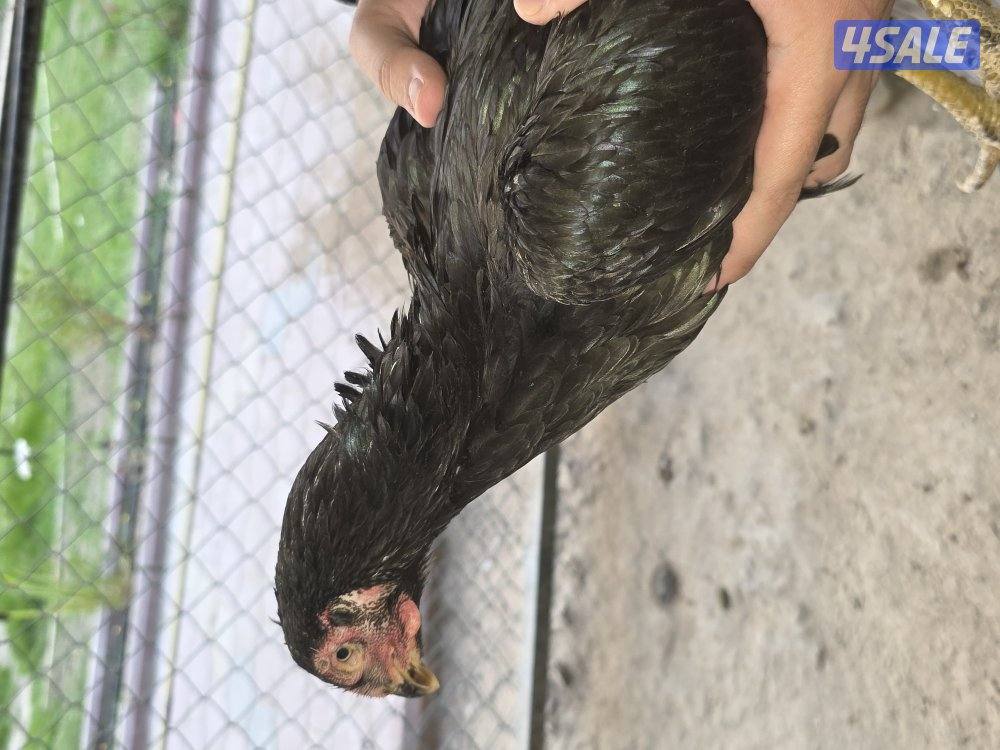 للبيع دجاج هندي مكس تايلندي4