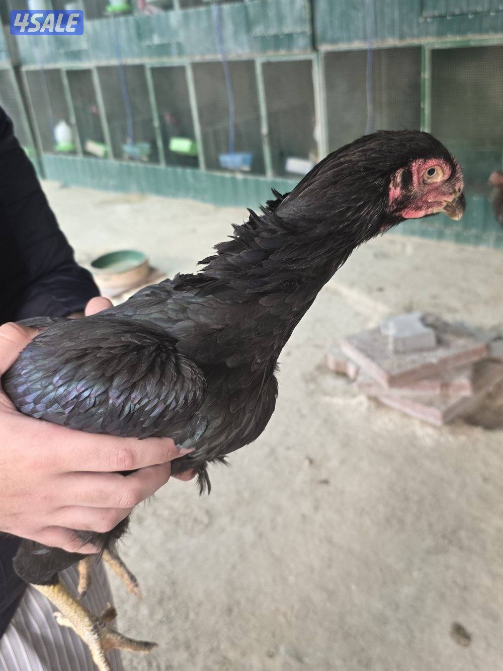 للبيع دجاج هندي مكس تايلندي5