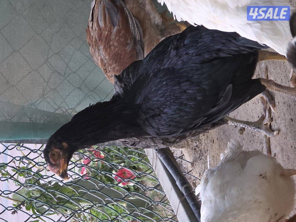 للبيع دجاج هندي مكس تايلندي6