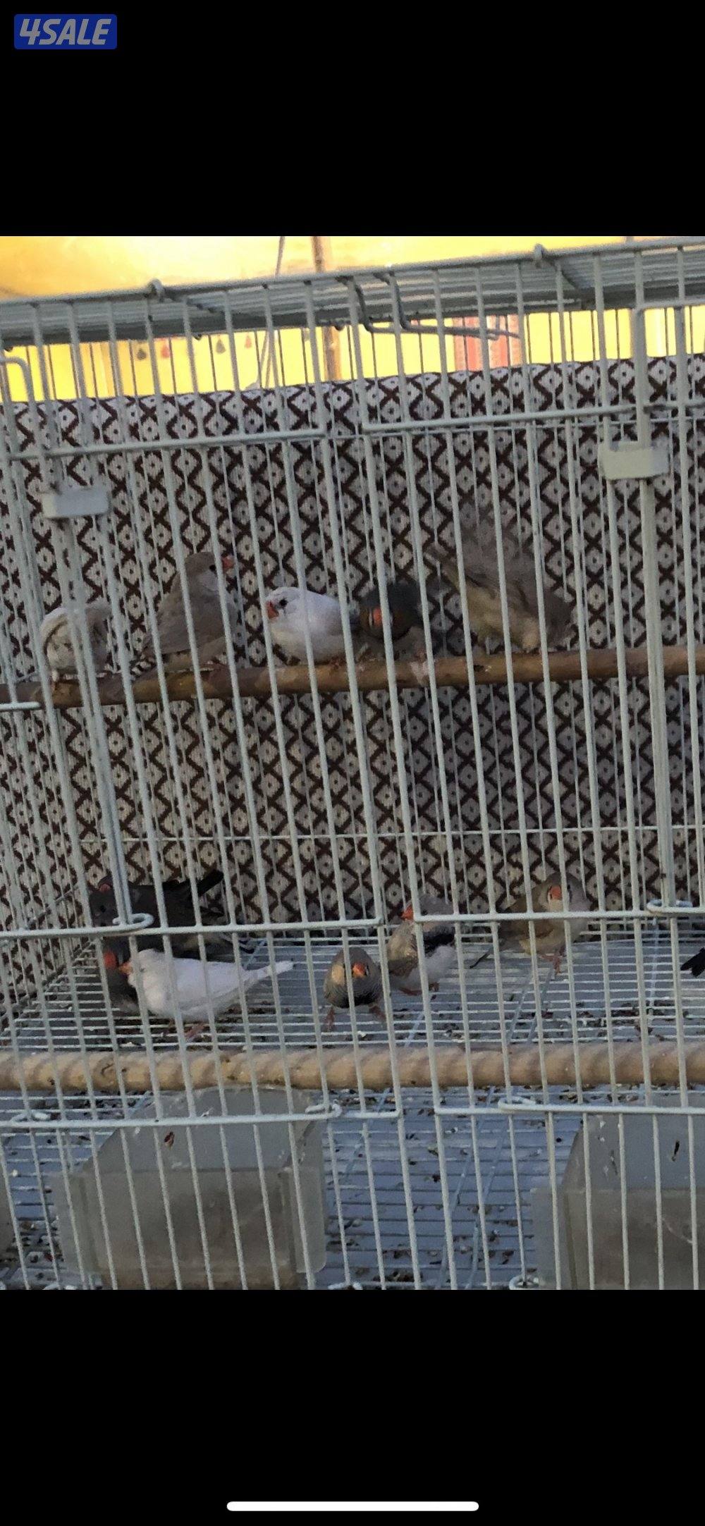 مجموعه زيبرا منتجين0