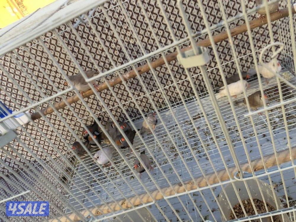 مجموعه زيبرا منتجين1