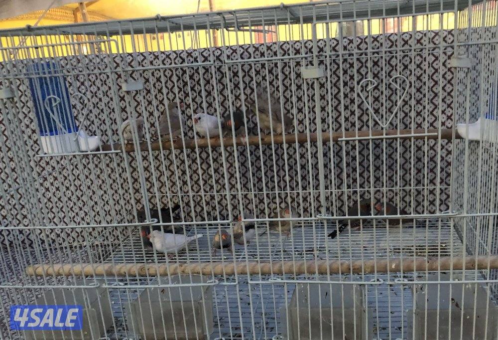 مجموعه زيبرا منتجين3