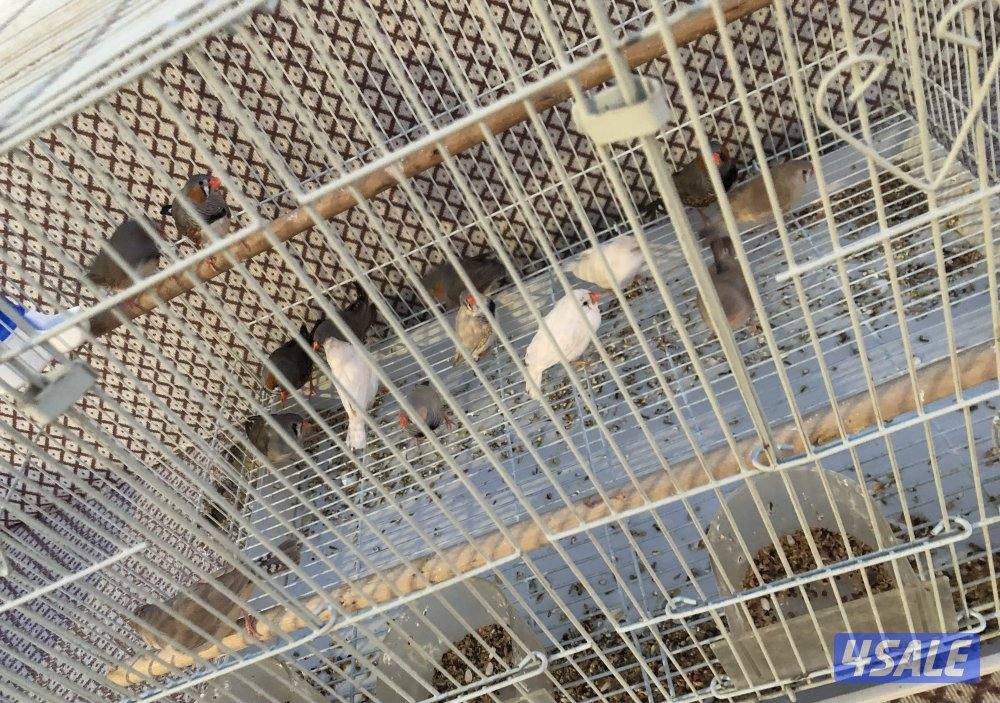 مجموعه زيبرا منتجين2