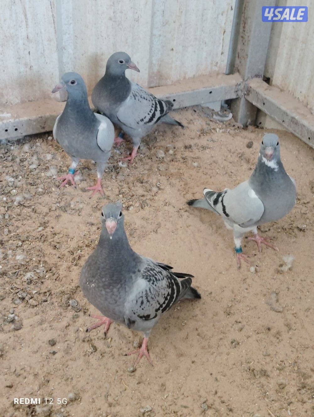 للبيع فروخ زاجل0