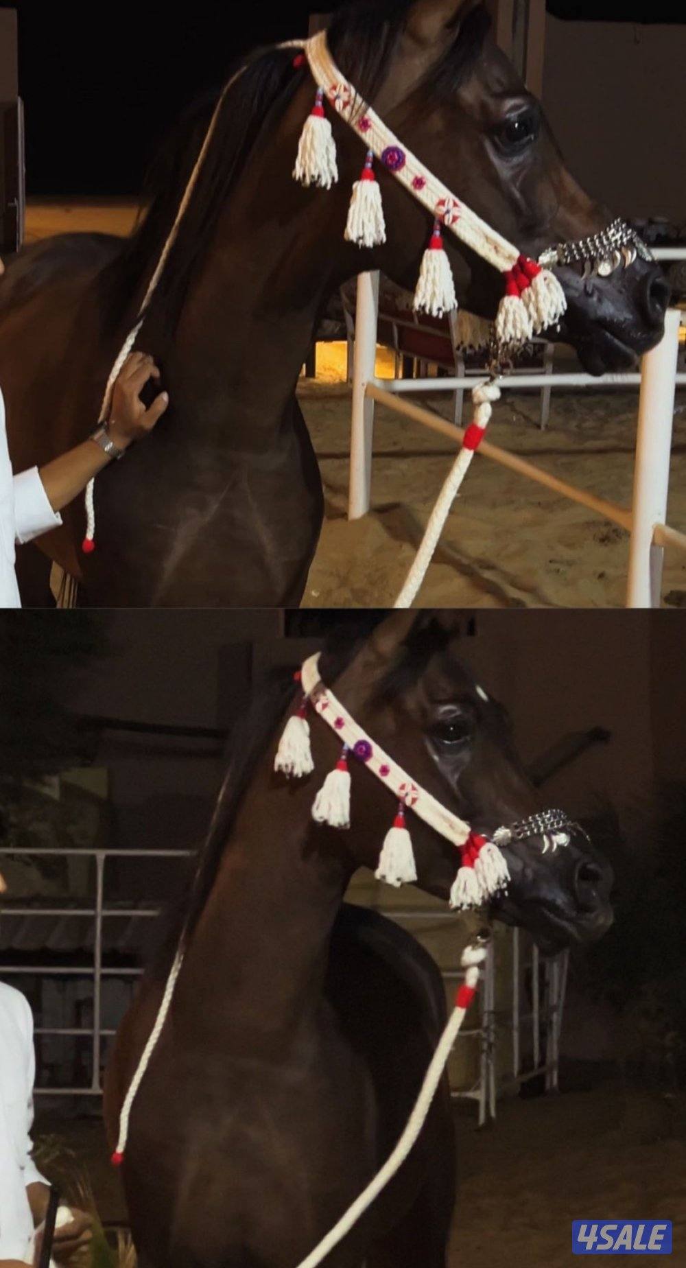 نوع العرض حصان مكس قطعه (فاخرهههه)+ على السوم1