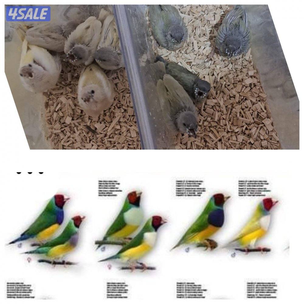 فروخ عس قولدن فنش0