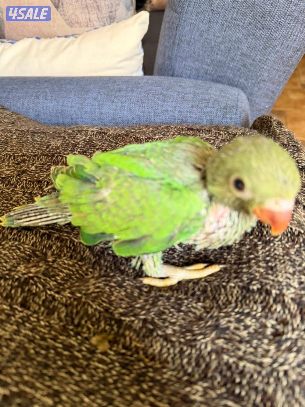 فرخ بيبي متوه كروان0