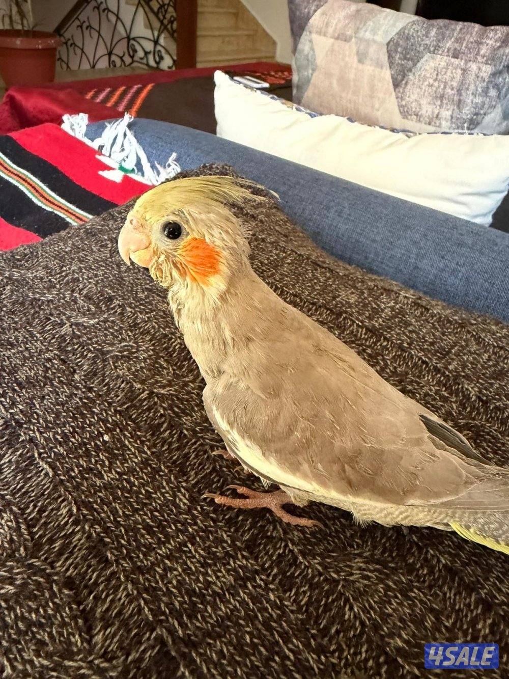 فرخ بيبي متوه كروان2