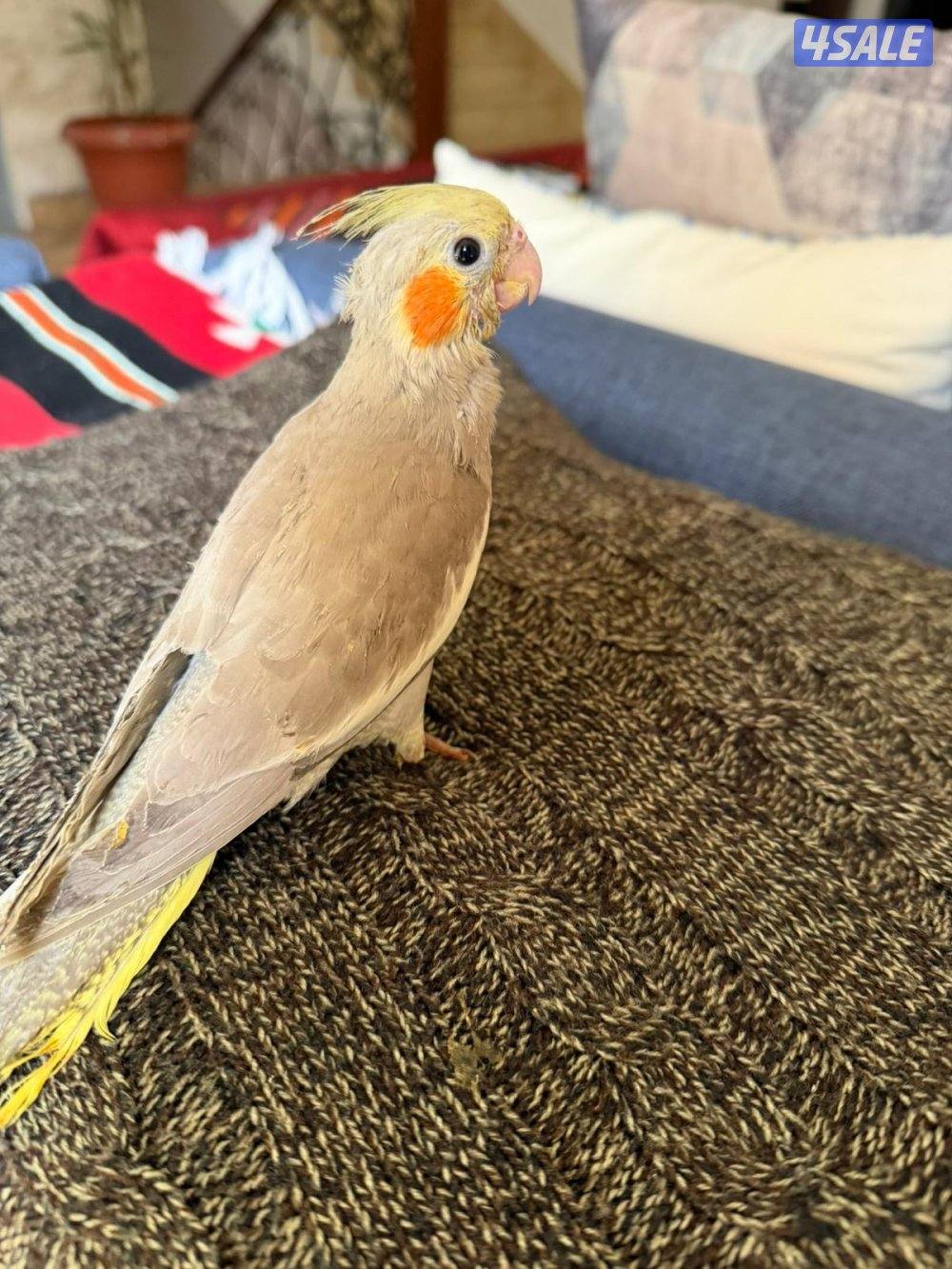 فرخ بيبي متوه كروان1