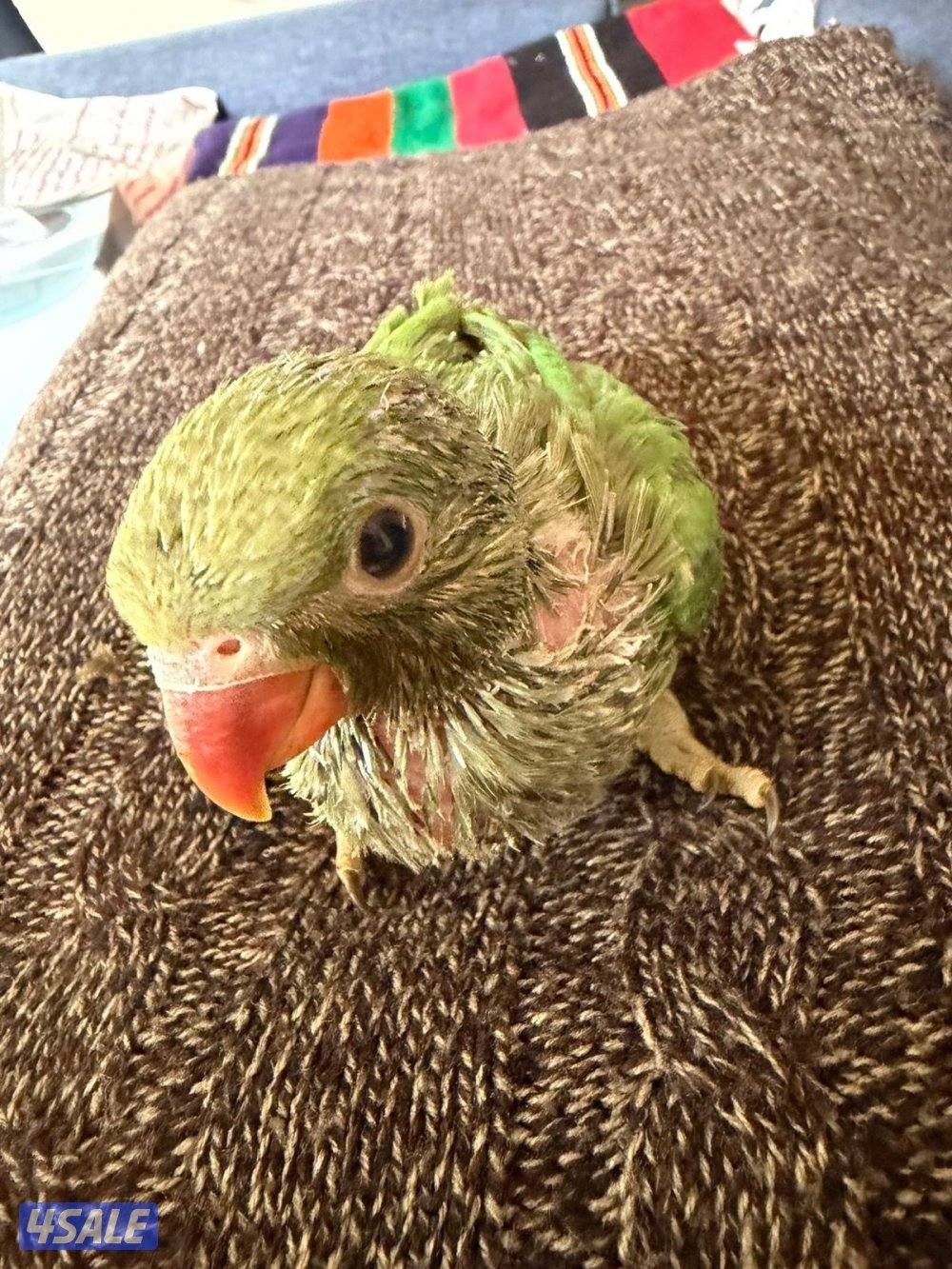 فرخ بيبي متوه كروان3