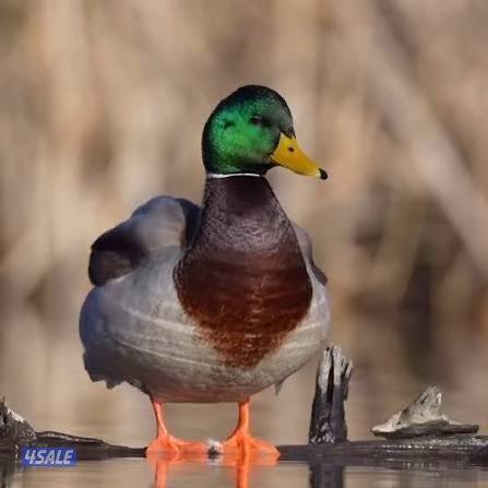 مطلوب بط خضاري و بط بابول شرط شي نظيف0