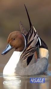 مطلوب بط خضاري و بط بابول شرط شي نظيف1