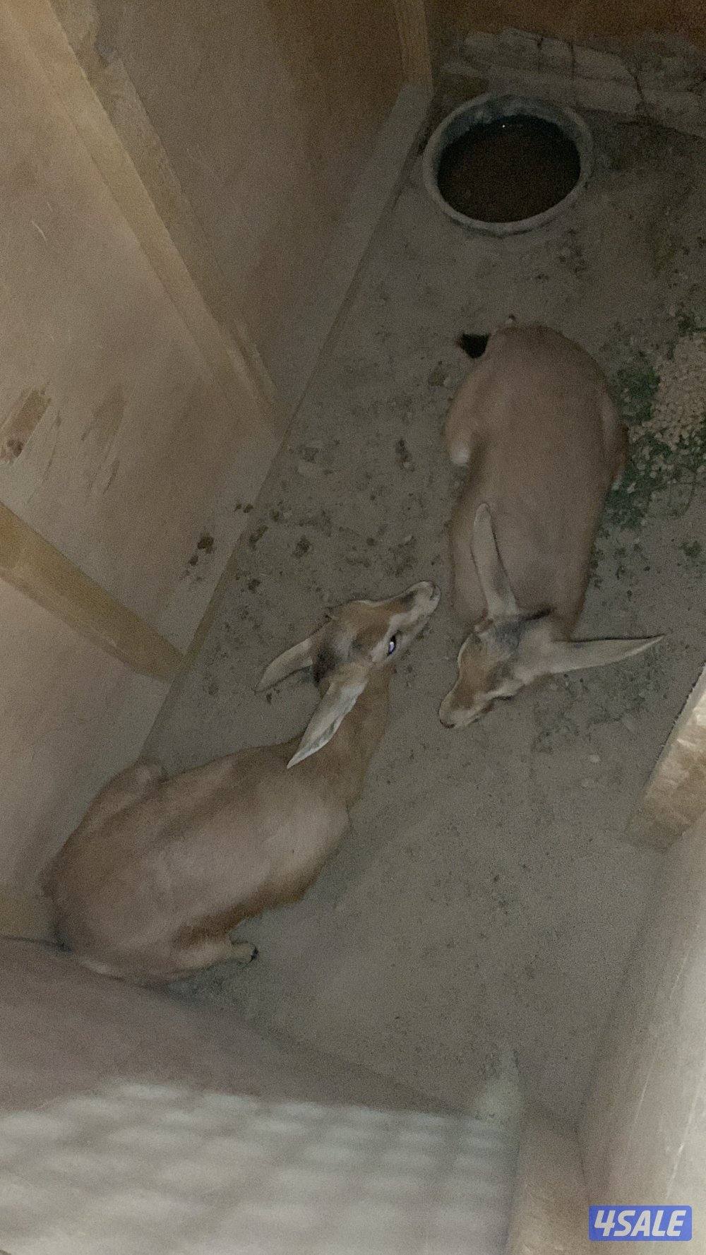 للبيع ذكرين غزال العفري جمله أو فردي0