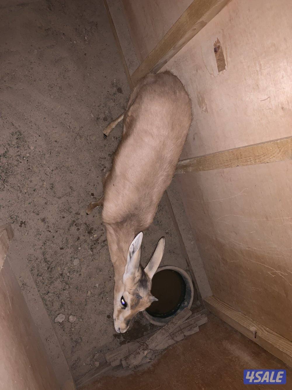 للبيع ذكرين غزال العفري جمله أو فردي1