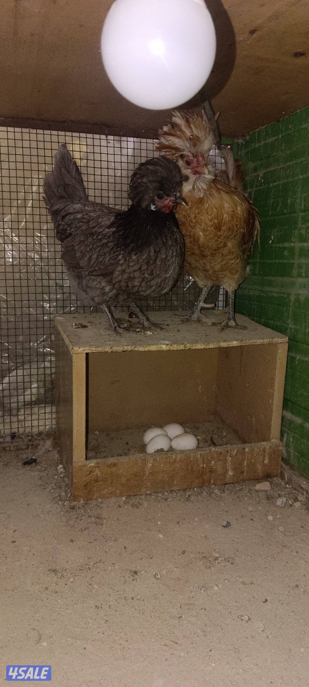 بيوتي هومر وبولش3