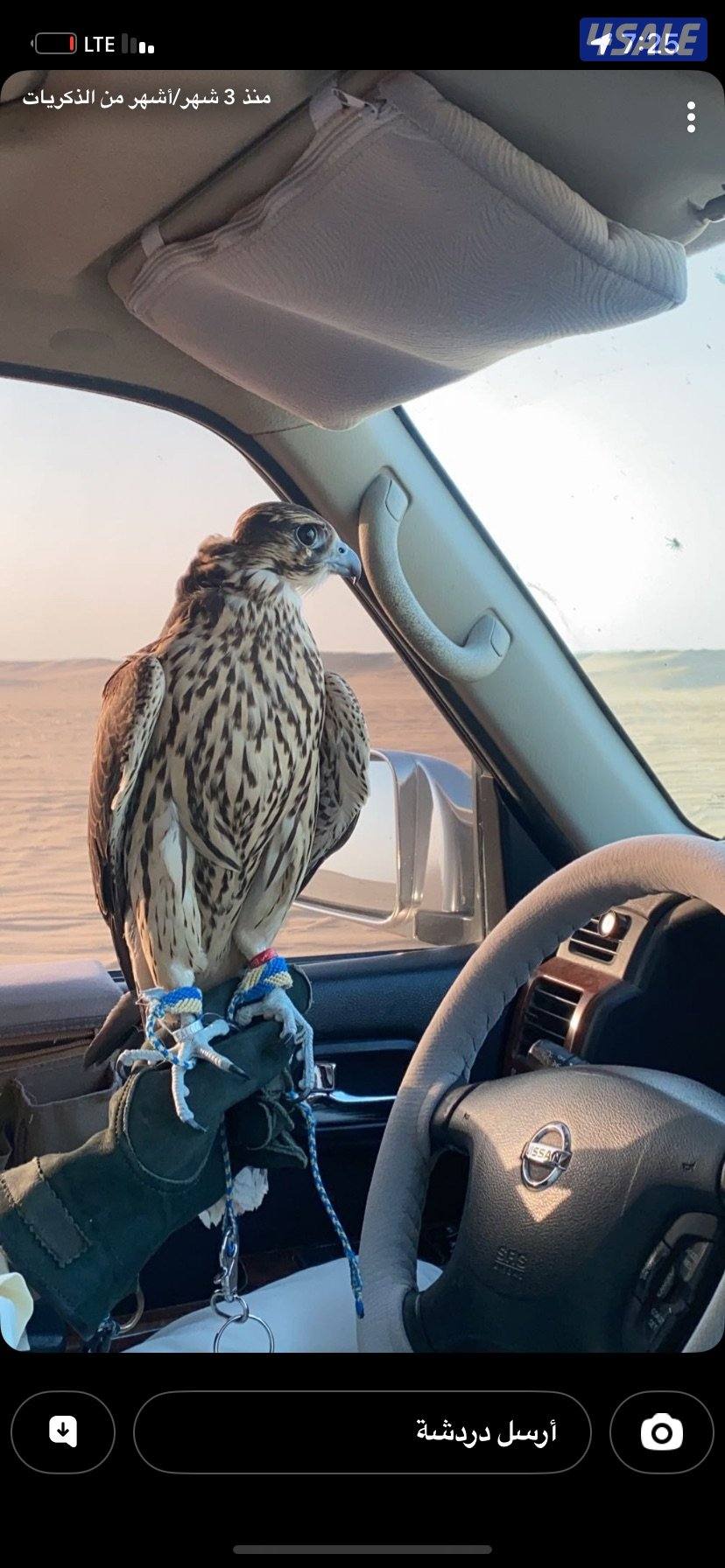 طير تبع جير مورينو 15 طول 15 الاربع عرض كنتي حمام ملواح فاضي طياره1