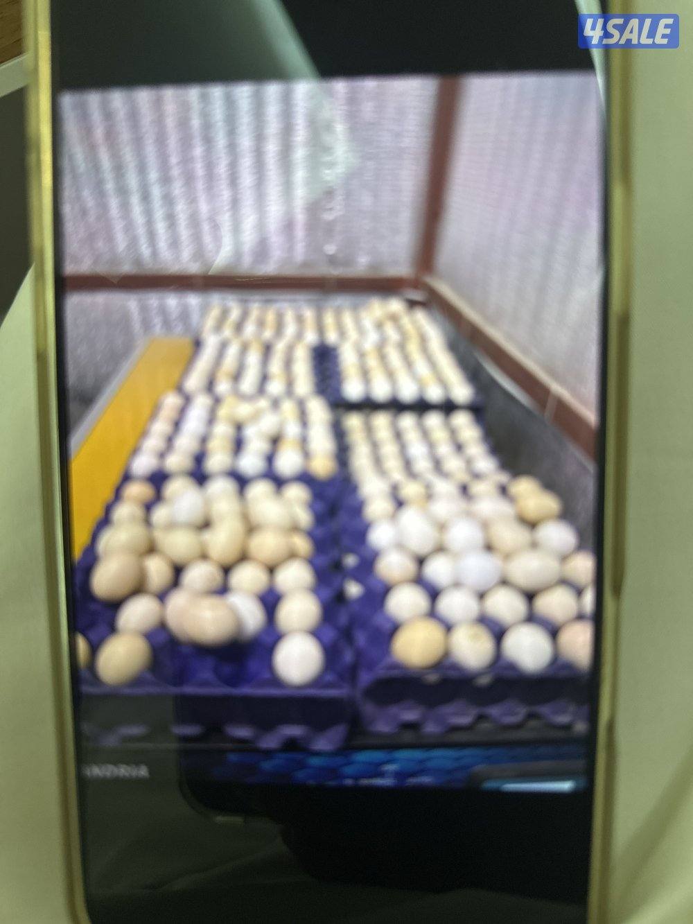 للبيع بيض دجاج عراقي وللبيع فروخ دجاج0