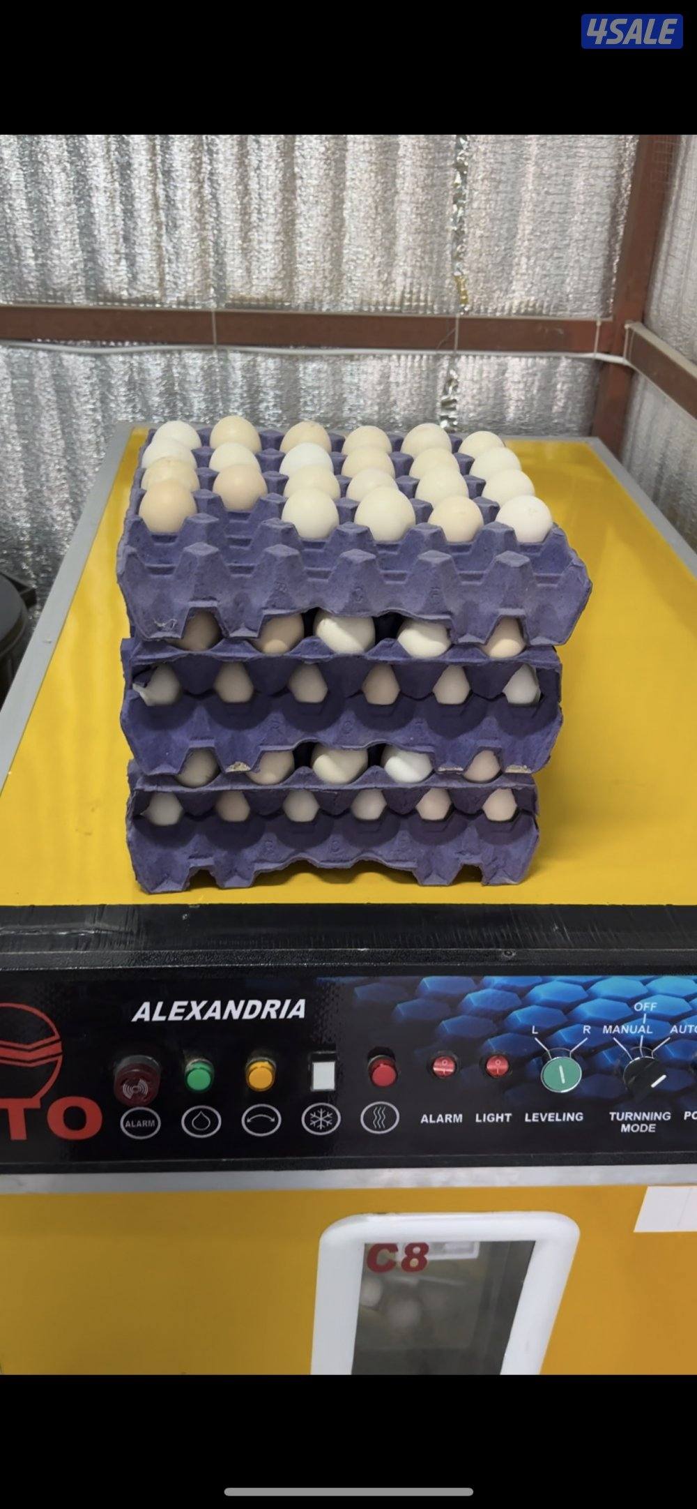 للبيع بيض دجاج عراقي وللبيع فروخ دجاج2