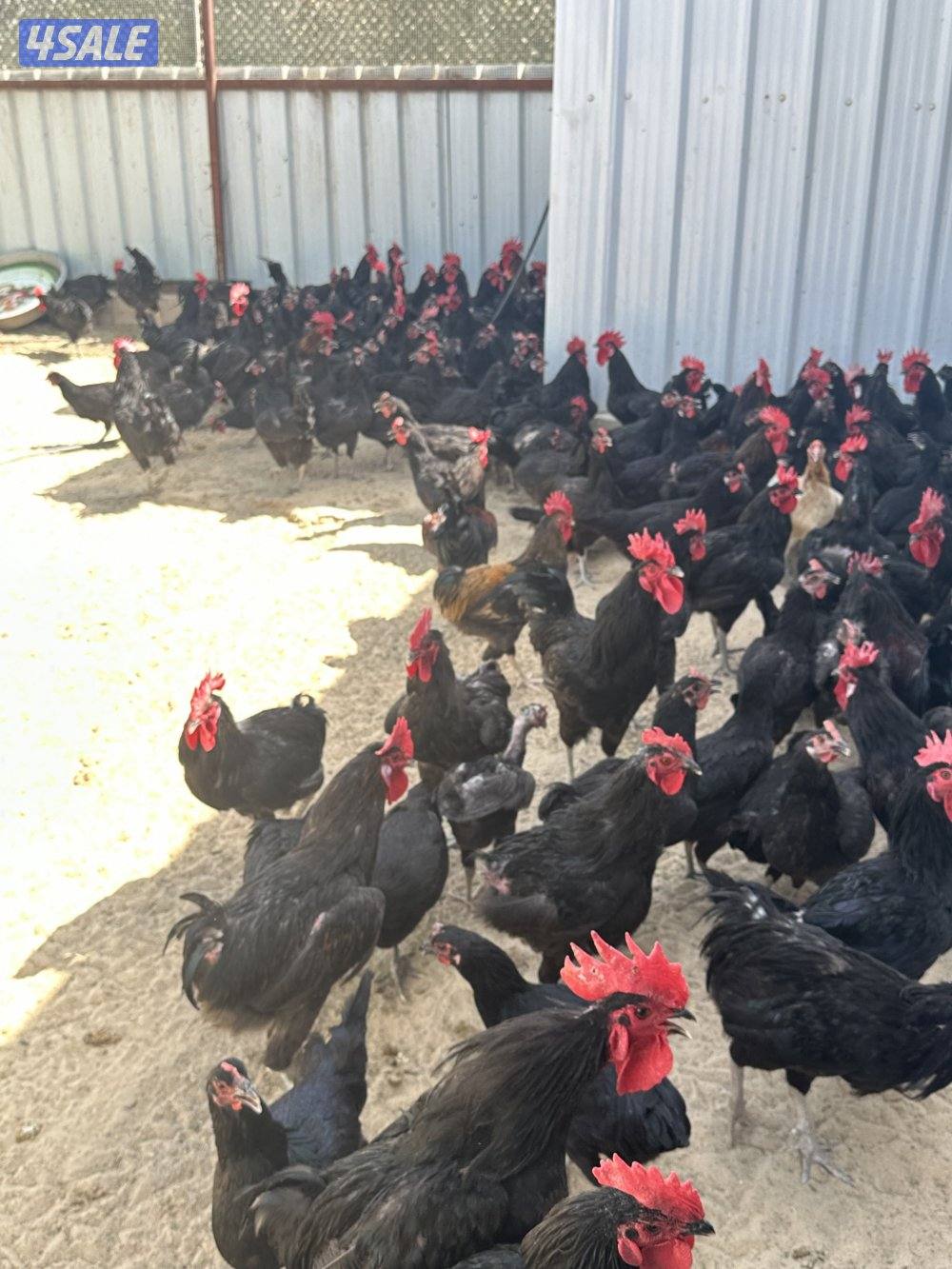 للبيع بيض دجاج عراقي وللبيع فروخ دجاج3