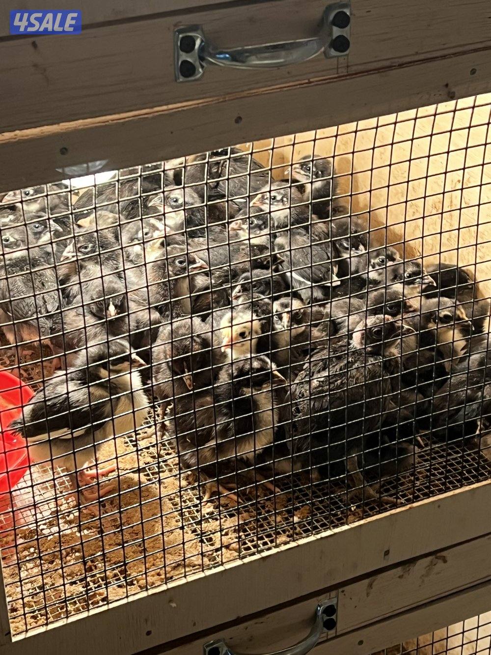 للبيع بيض دجاج عراقي وللبيع فروخ دجاج4