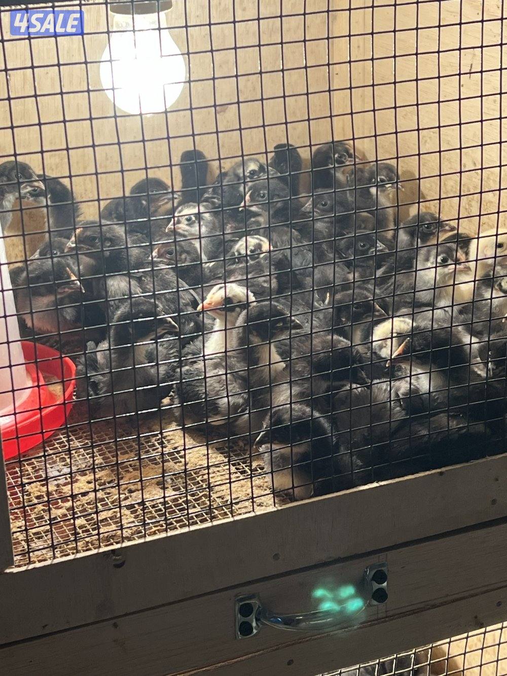 للبيع بيض دجاج عراقي وللبيع فروخ دجاج5