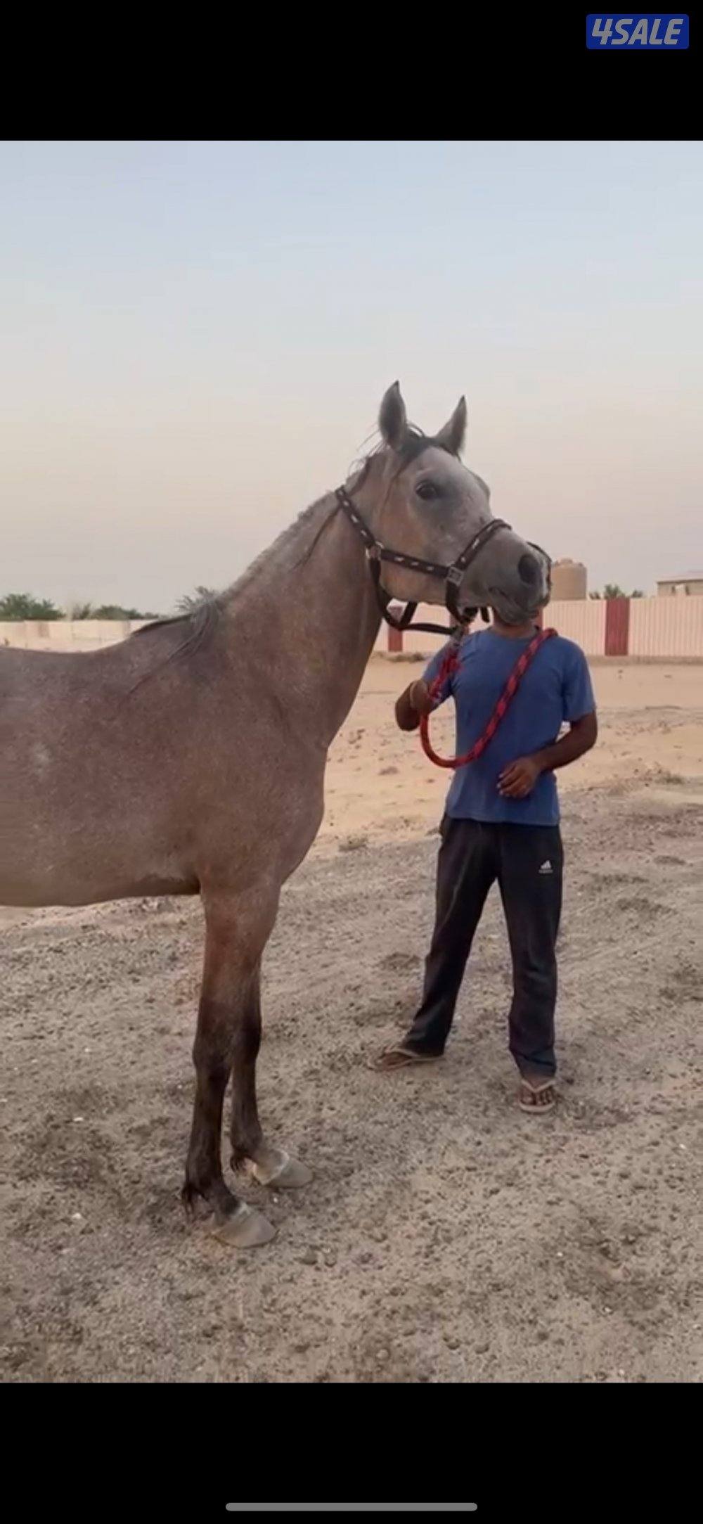 فرس بولش فاخره جدا تفلي بعد اسبوعين0