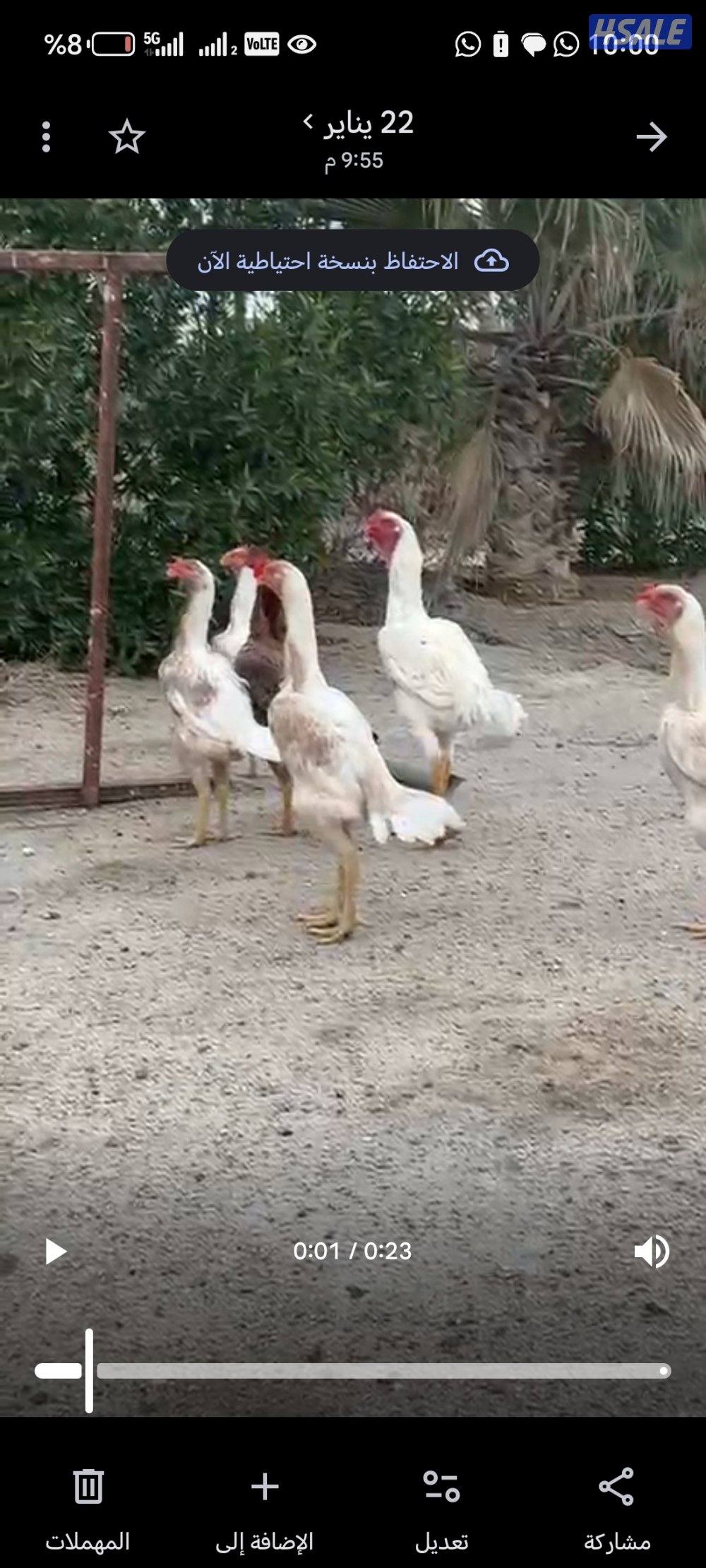 دجاج هندي مطور0